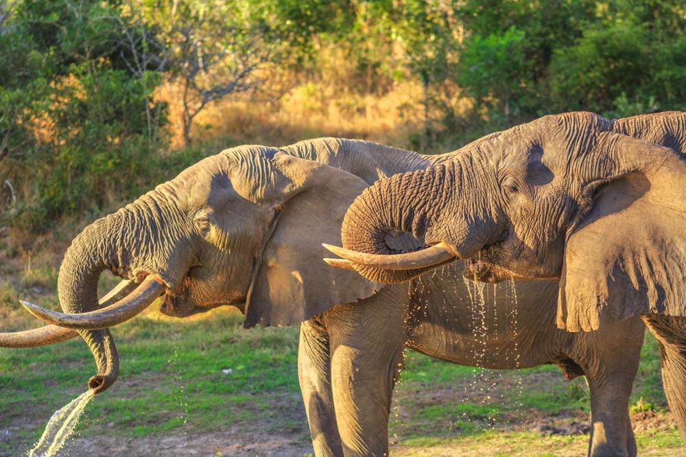 Quels animaux peut-on observer au Mozambique ? 