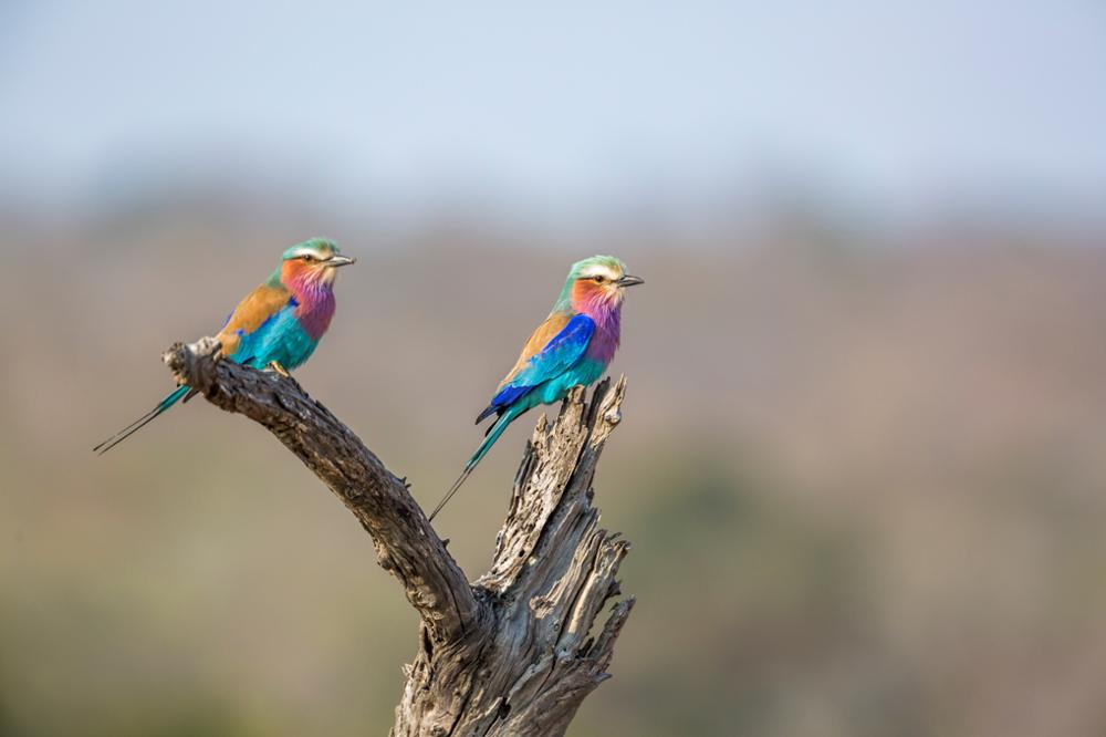 Quels animaux peut-on observer au Mozambique ? 