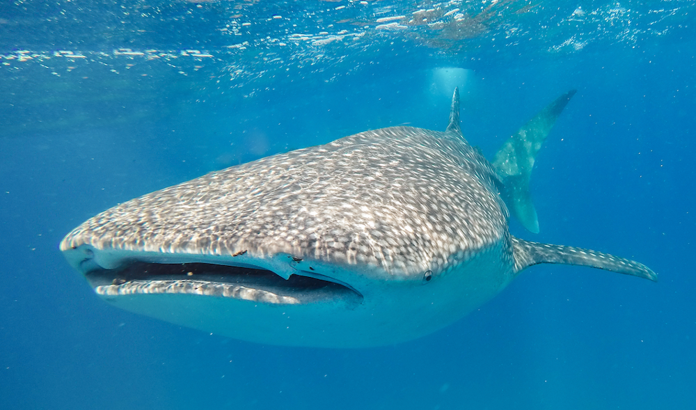 Quels animaux peut-on observer au Mozambique ? 