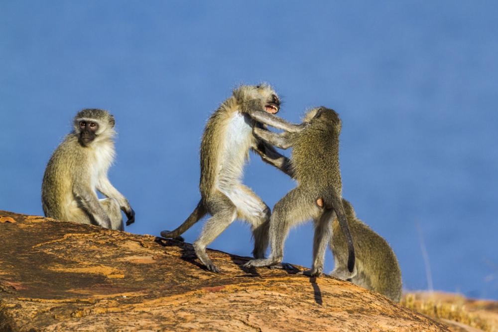 Quels animaux peut-on observer au Mozambique ? 